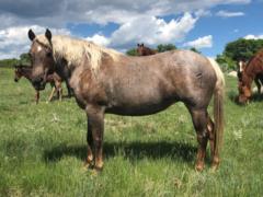 Zan Sun N Splash JW<br>AQHA 5433170